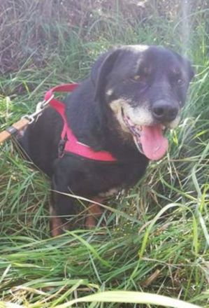 MORZSI - 38 cm - COLLE SOCKE IN NOT! (aus dem