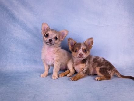 from the laughing Mountains