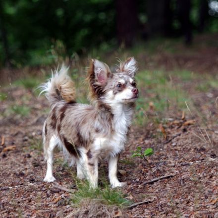 from the laughing Mountains