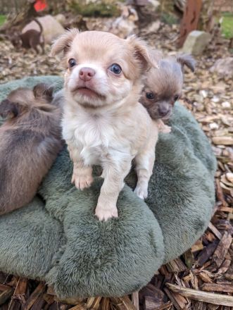 from the laughing Mountains