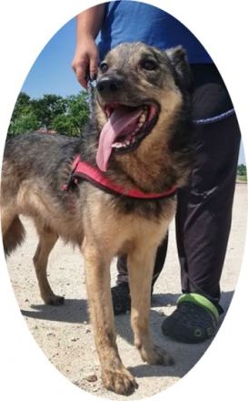 MISKA - 55 cm - wartet auf ein warmes Körbchen