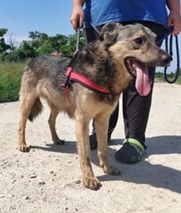 MISKA - 55 cm - wartet auf ein warmes Körbchen