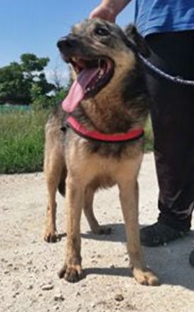 MISKA - 55 cm - wartet auf ein warmes Körbchen