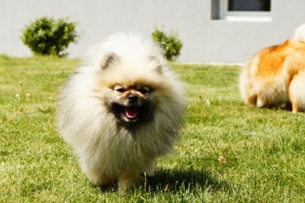 Bis Grünen Hof Elvis