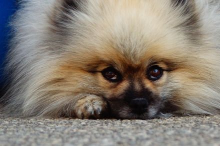 Bis Grünen Hof Elvis