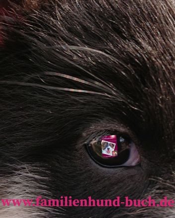 Buch Erziehung im Alltag für Welpe, Hund: Wege zum Familienhund