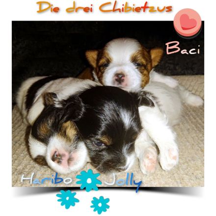 Buch Erziehung im Alltag für Welpe, Hund: Wege zum Familienhund