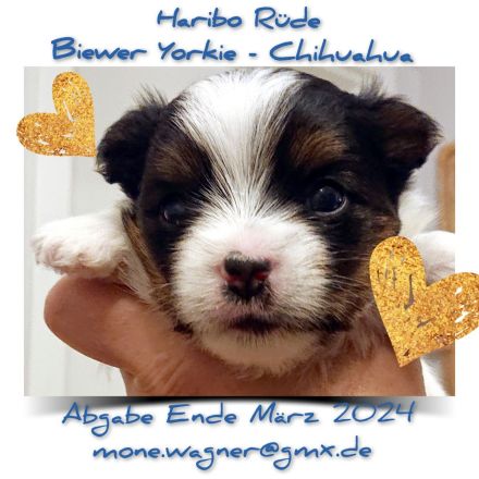 Buch Erziehung im Alltag für Welpe, Hund: Wege zum Familienhund