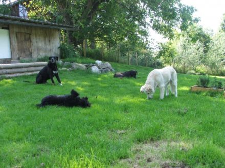 Hundebetreuung Altenburg