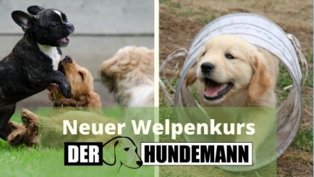 Der Hundemann