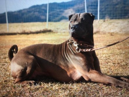 Dudley Duke of China