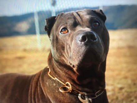 Dudley Duke of China