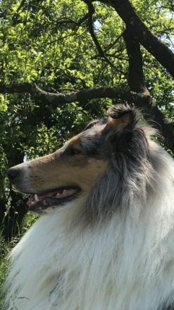 Little Wolf vom Kaltwassertal (Merlin)