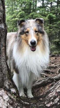 Little Wolf vom Kaltwassertal (Merlin)