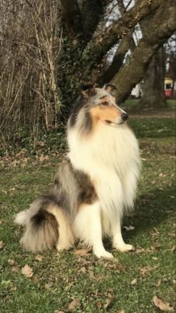 Little Wolf vom Kaltwassertal (Merlin)