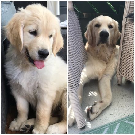 Golden Tibo vom Sulzbacher Scheuerberg