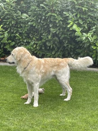 Golden Tibo vom Sulzbacher Scheuerberg