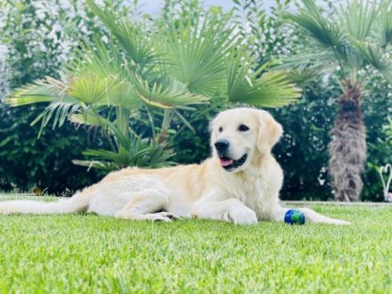 Golden Tibo vom Sulzbacher Scheuerberg