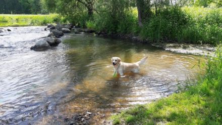 Golden Tibo vom Sulzbacher Scheuerberg