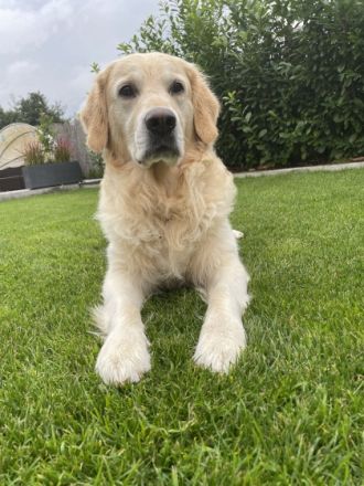 Golden Ocean vom Sulzbacher Scheuerberg