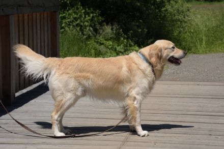 Golden Ocean vom Sulzbacher Scheuerberg