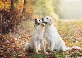 Golden Ocean vom Sulzbacher Scheuerberg