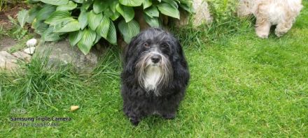 Tweedly Dee's Greatball of Fire