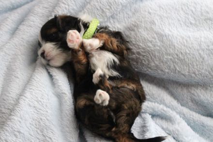 Manolos Northern Roses Elvis