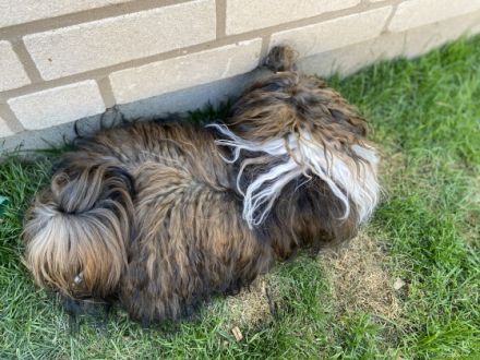 Manolos Northern Roses Elvis