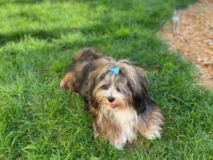 Manolos Northern Roses Elvis