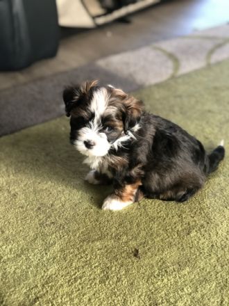 Manolos Northern Roses Elvis