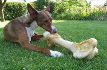 Ernährungsfachberater Hund / Pferd/ Katze