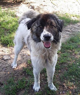 Heidi - weiblich Rasse:Kaukasen Mischling Alter: geb.ca