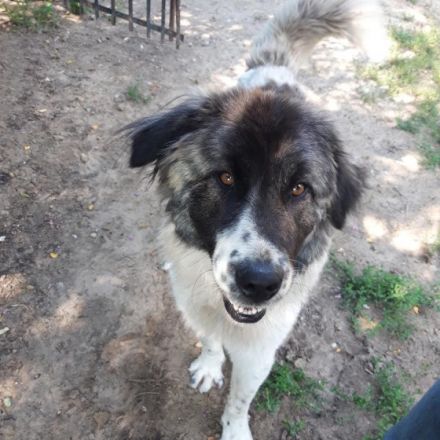 Heidi - weiblich Rasse:Kaukasen Mischling Alter: geb.ca