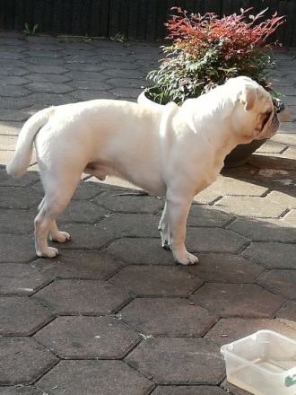 Deckrüde Mops,Weiss, Altdeutsch, gekörter Champion