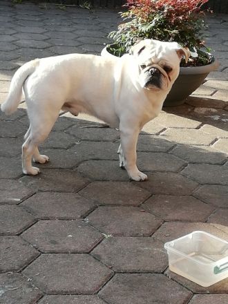 Deckrüde Mops,Weiss, Altdeutsch, gekörter Champion