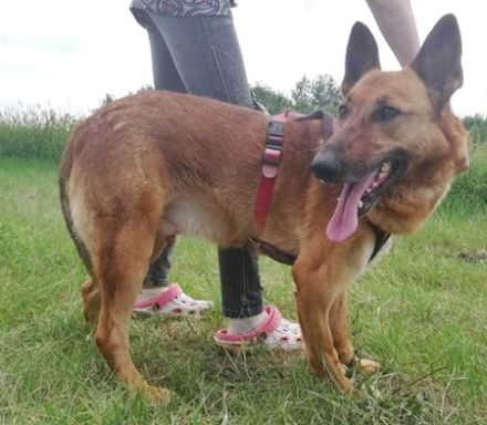 MACI- 50 cm - SUCHT EIN ZUHAUSE! (aus dem Tierschutz /