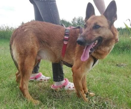 MACI- 50 cm - SUCHT EIN ZUHAUSE! (aus dem Tierschutz /