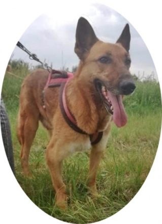 MACI- 50 cm - SUCHT EIN ZUHAUSE! (aus dem Tierschutz /