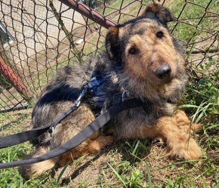 PICI  - 52 cm - sucht liebevolles Zuhause mit Erfahrung