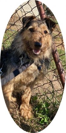 PICI  - 52 cm - sucht liebevolles Zuhause mit Erfahrung