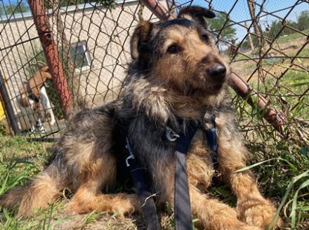 PICI  - 52 cm - sucht liebevolles Zuhause mit Erfahrung