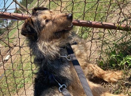 PICI  - 52 cm - sucht liebevolles Zuhause mit Erfahrung