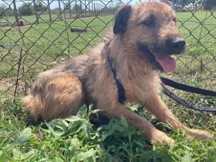 TÜCSI  - 55 cm - sucht Zuhause mit erfahrenen Menschen