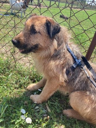 TÜCSI  - 55 cm - sucht Zuhause mit erfahrenen Menschen