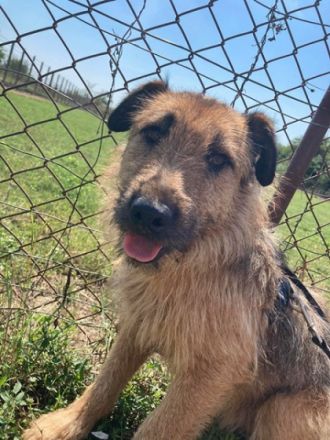 TÜCSI  - 55 cm - sucht Zuhause mit erfahrenen Menschen