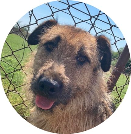 TÜCSI  - 55 cm - sucht Zuhause mit erfahrenen Menschen