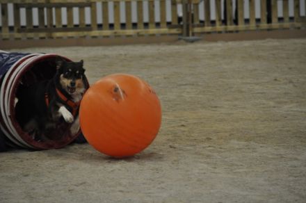 Hundeschule Bindungssache