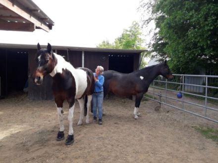 Tierphysiotherapie- und Osteopathie Nina Reich