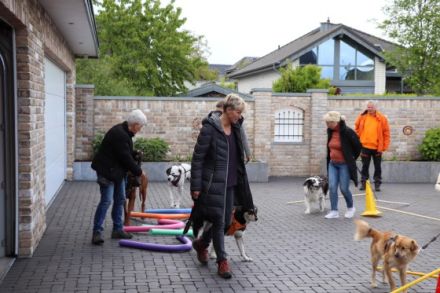 Tierphysiotherapie- und Osteopathie Nina Reich